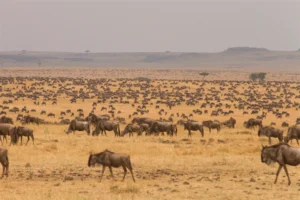Wildebeest crossing Grumeti River during Serengeti Migration in June on Tanzania safari 3. Wildlife Image (General Safari)