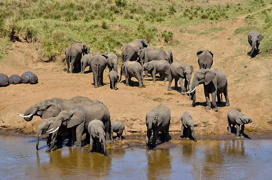 tarangire private Safari