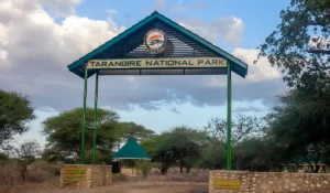 Private Tanzania safari experience in Tarangire National Park