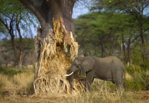 Tarangire private safari with elephants near baobab trees in Tanzania