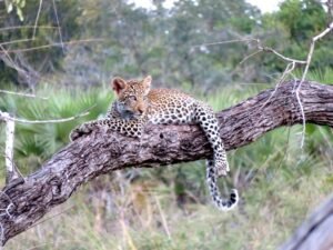 Leopard resting on tree branch in Serengeti during Tanzania safari in December in lush green season 