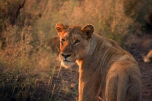 Lion wildlife encounter during a Tanzania safari in October