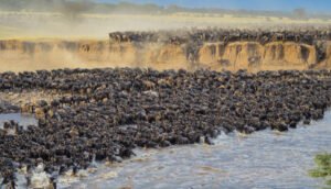 Serengeti Migration in July with thousands of wildebeest crossing the Northern Serengeti plains