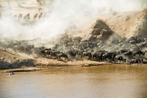 Wildebeest migration crossing a river in Northern Serengeti during Tanzania Safari in July
