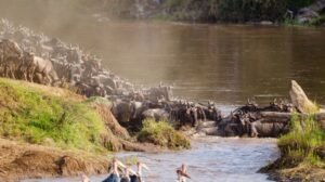 Great Migration river crossing in Northern Serengeti during a Tanzania Safari in September