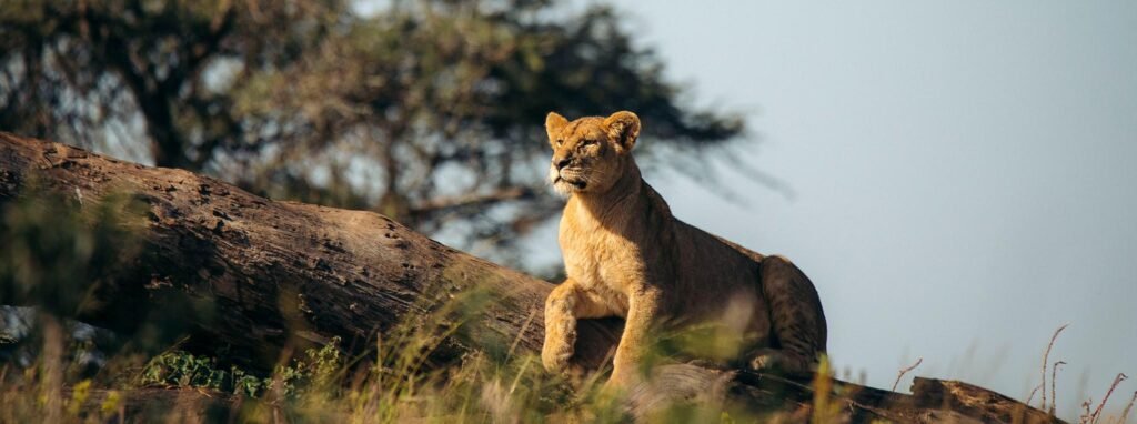 Lion resting in the Serengeti during a Tanzania Safari in September