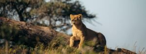 Lion resting in the Serengeti during a Tanzania Safari in September