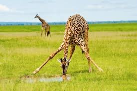 Green Serengeti landscape during the short rains season in November, Tanzania