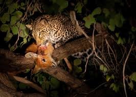 Leopard resting on a tree branch during a Tanzania safari in November