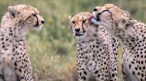 Tanzania safari in November with wildlife roaming the green Serengeti plains