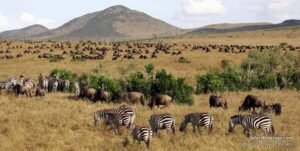 Vast open plains of Serengeti National Park in Tanzania stretching to the horizon