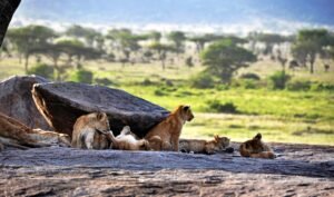 Lion pride resting together on the open savannah of the Masai Mara